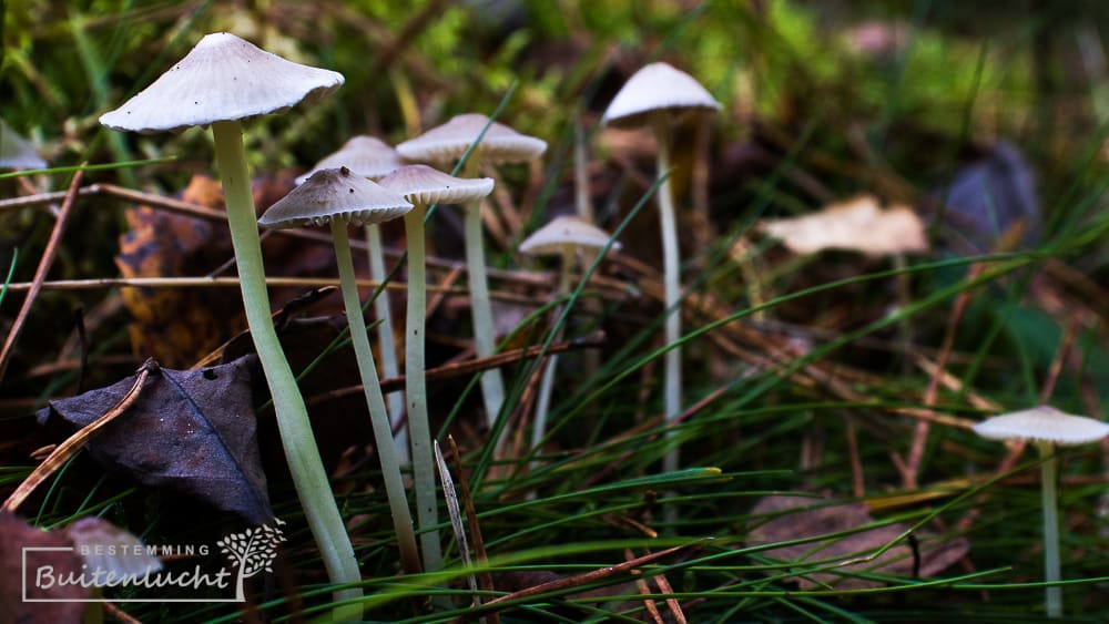 paddestoelen in De Pals