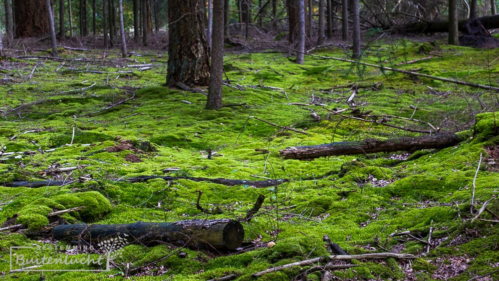 Een groene deken in het bos in De Kempen