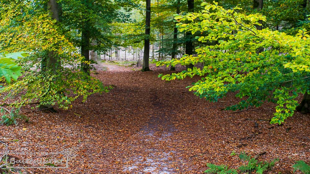 Beuken in natuurgebied de Pals