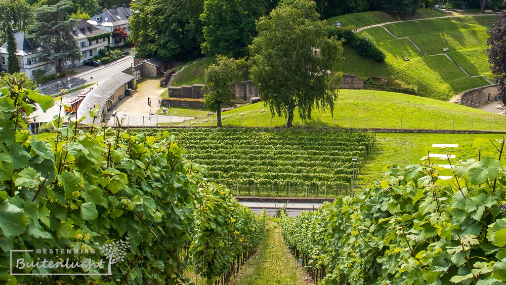 Uitzicht vanuit de wijngaarden met amfitheater in de achtergrond