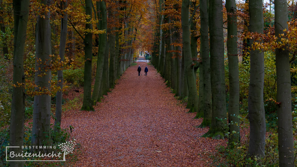 lange rechte laan naar kasteem Neerijnen