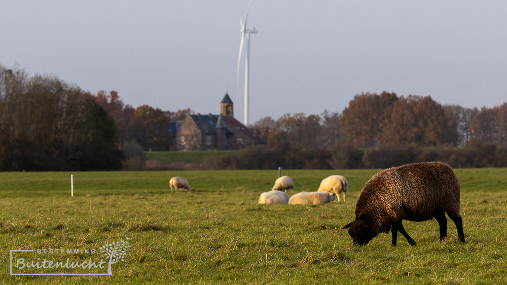 Schapen in Rijswaard, op de achtergrond kasteel Waardenburg bij Neerijnen