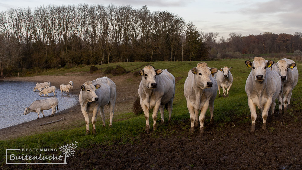 Koeien tijdens de wandelroute Neerijnen in de uiterwaarden langs de Waal