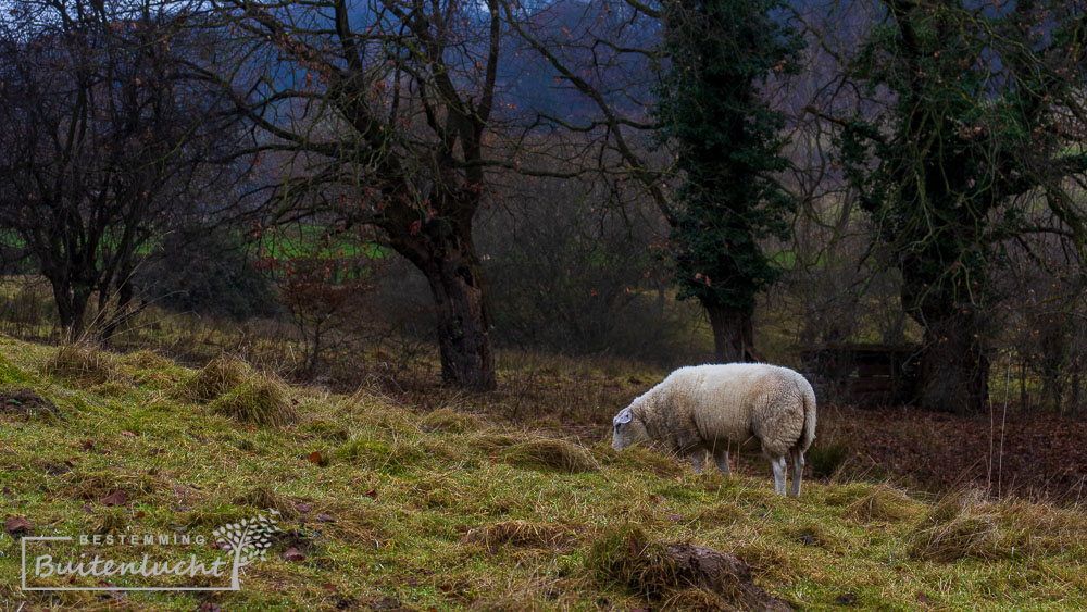 Schaap in heuvelland tijdens wandeling langs kribkes