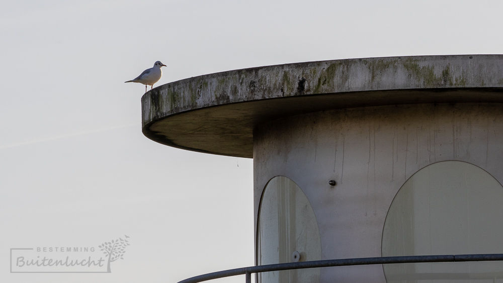 vogel op verkeerstoren bij de landingsbaan