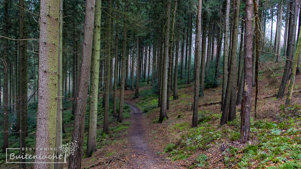 Hellingbossen in het Vijlenerbos