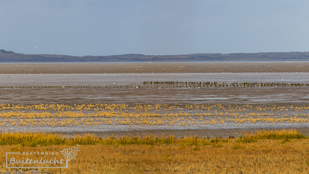 Overgang van kwelder naar Waddenzee met Ameland op de achtergrond