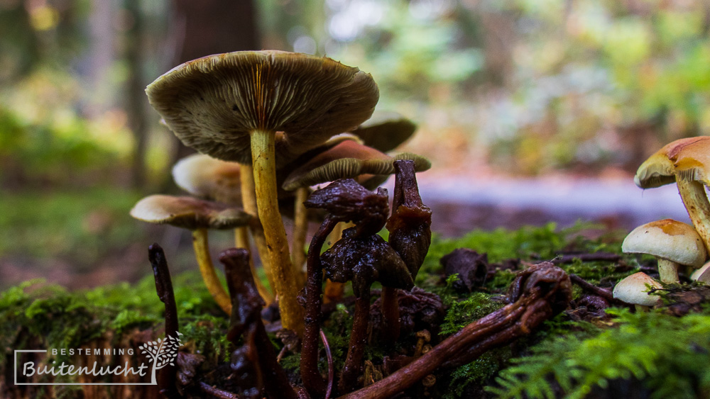 natuur in het Waterloopbos