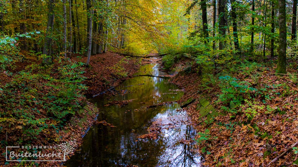 Een brede waterloop in het Voorsterbos.