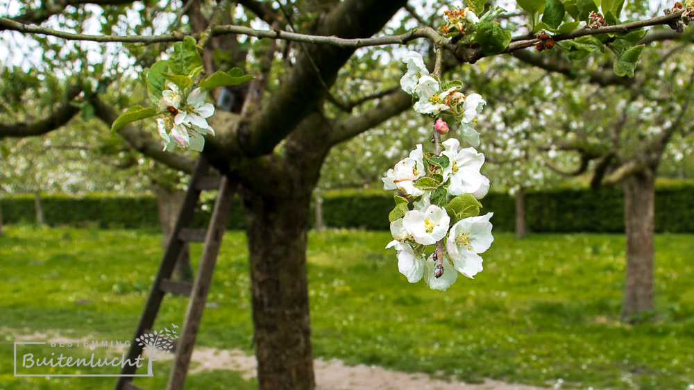 appelbloesem bij de Groote Modderkolk in Loenen