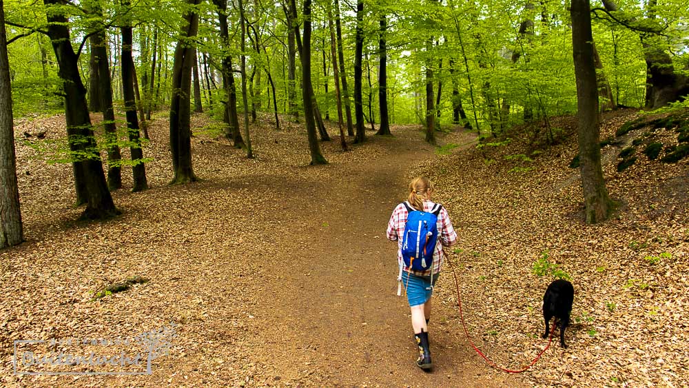 Veluwse bossen bij Loenen