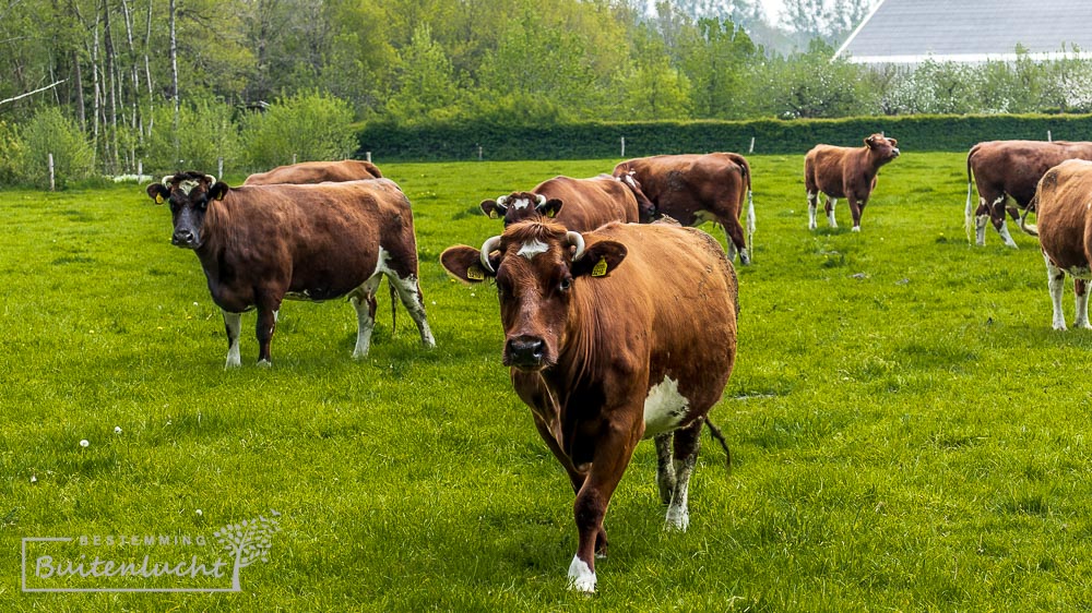 Brandrood rund bij de Groote Modderkolk