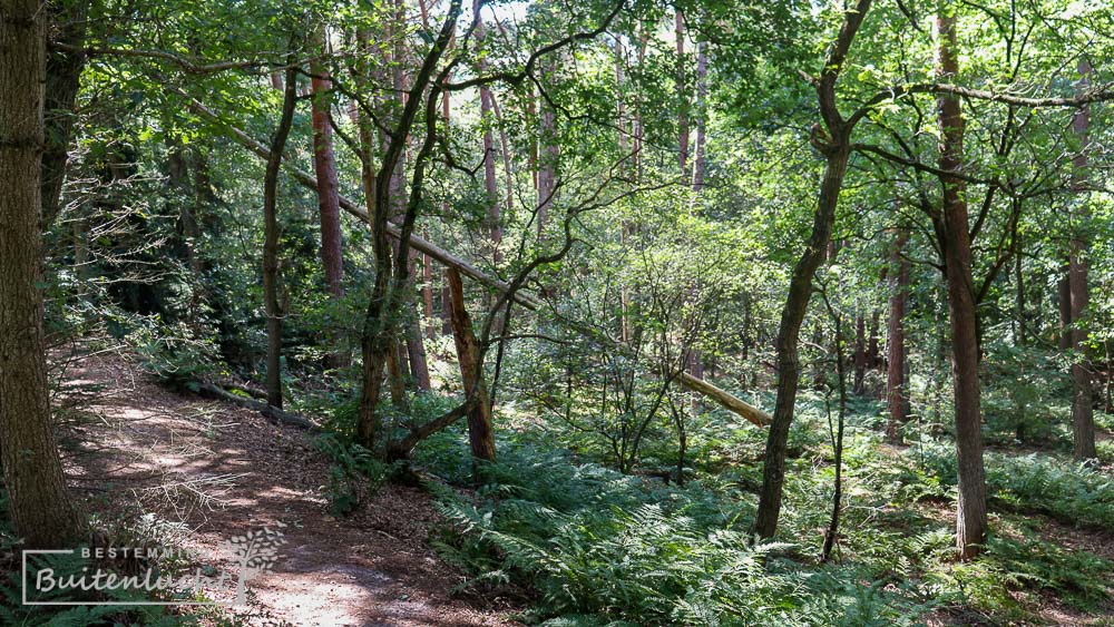 Het bos bij de Andreas Schotel Wandelroute