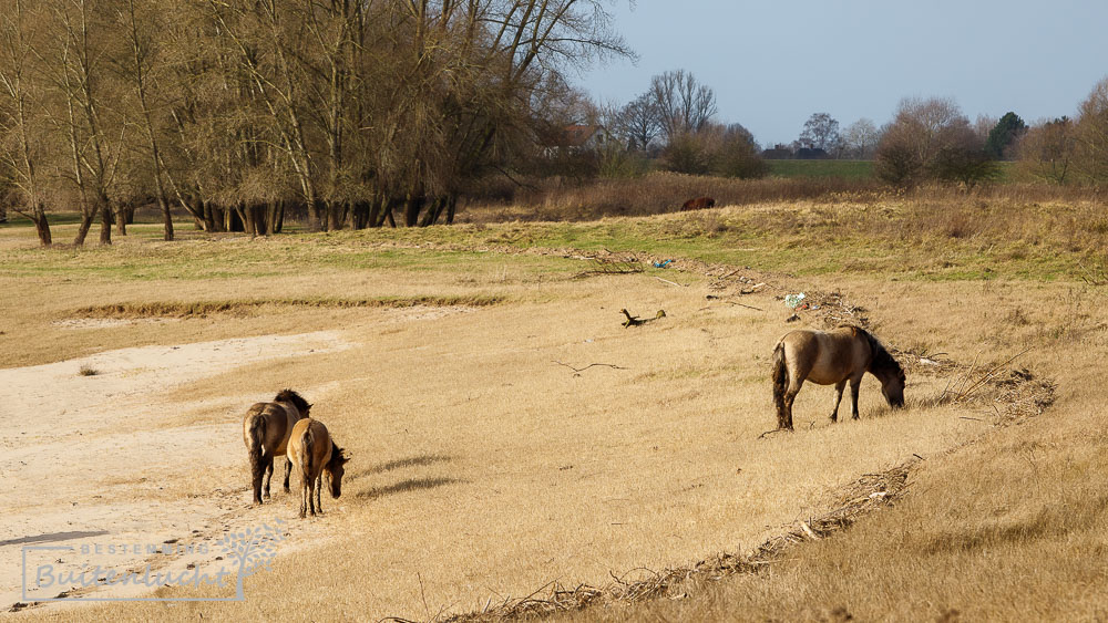 Konikpaarden