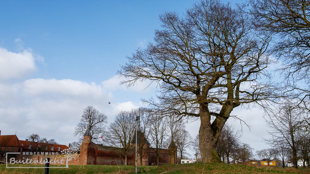 oudste eik van Nederland tijdens de Trage Tocht