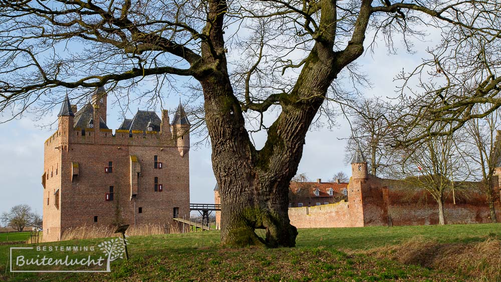 De oudste eik van Nederland bij kasteel Doornenburg