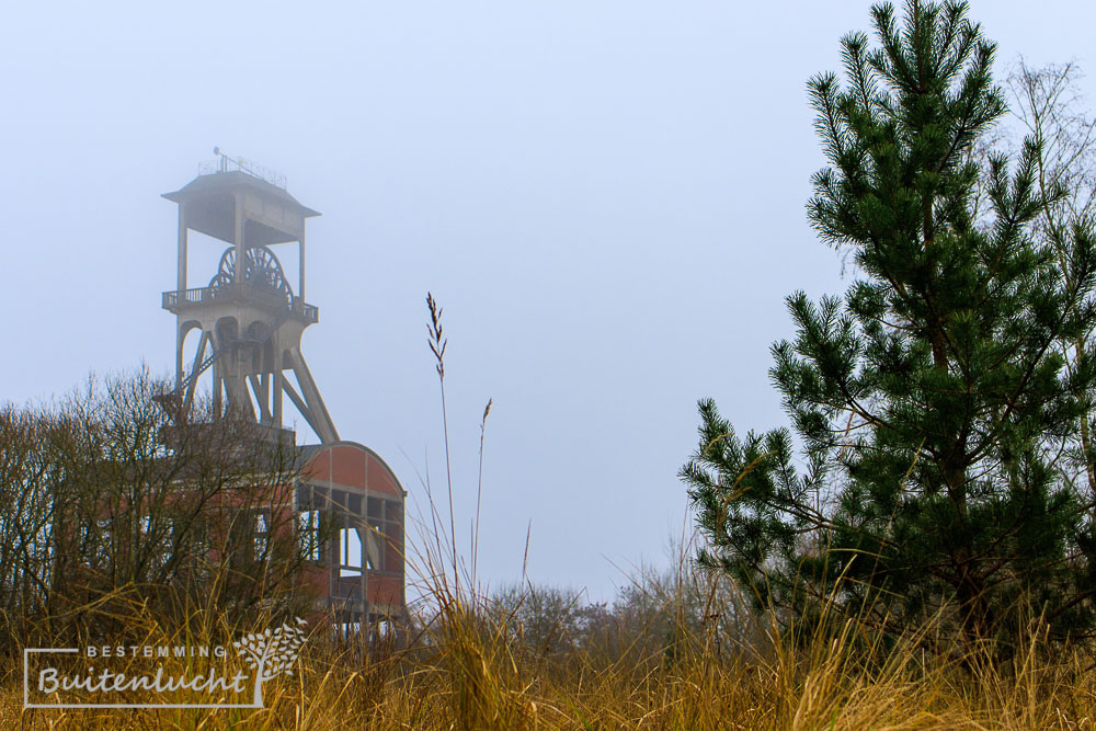 Schachtbok in de natuur