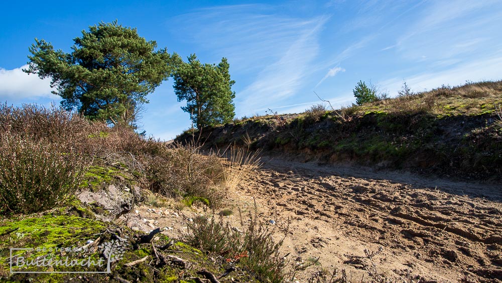 duinen in de Teut