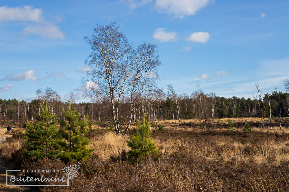 heidevelden in de Teut