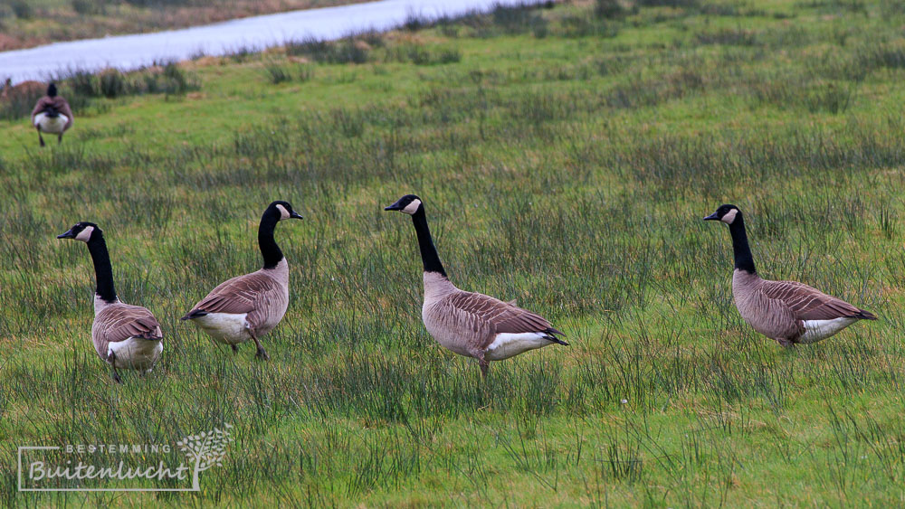 Canadese gans in Willeskop