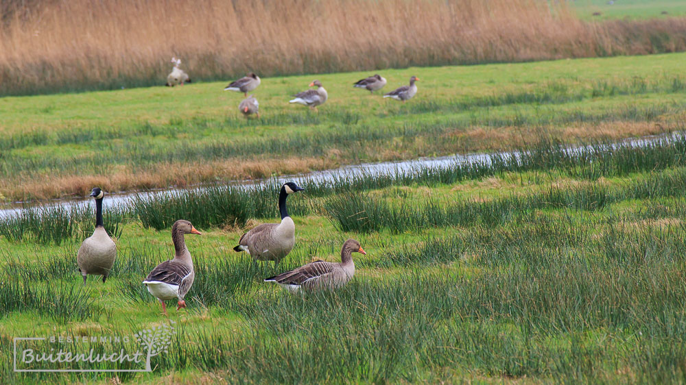 ganzen in Willeskop