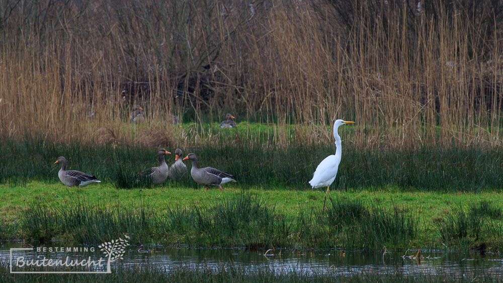 Zilverreiger