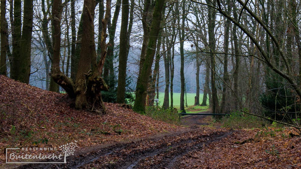 Bos tussen akker en stuifduinen