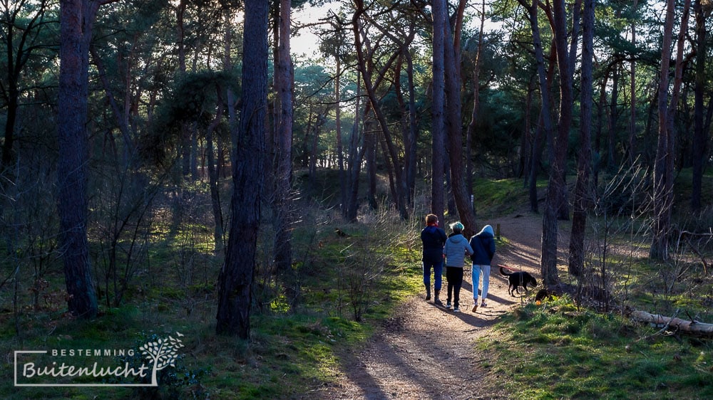 Wandelen in het bos