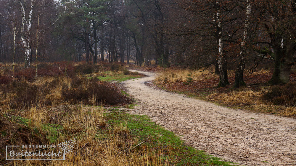 Wandelen over zandpaadjes in De Meinweg ook met honden