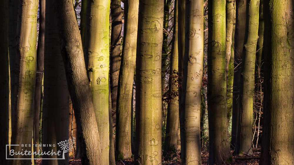 Bomen