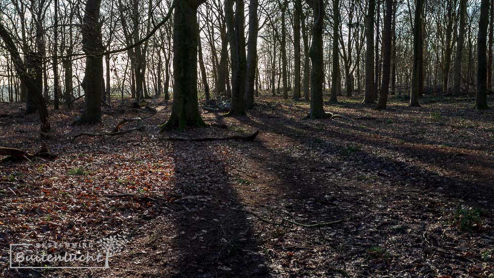 Bos op de Grebbeberg