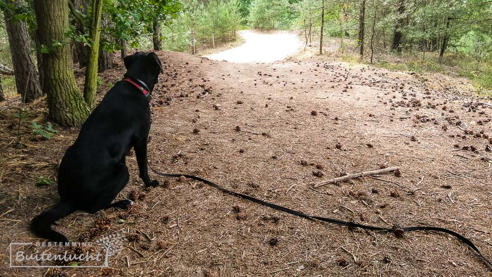 Honden in de Duinengordel