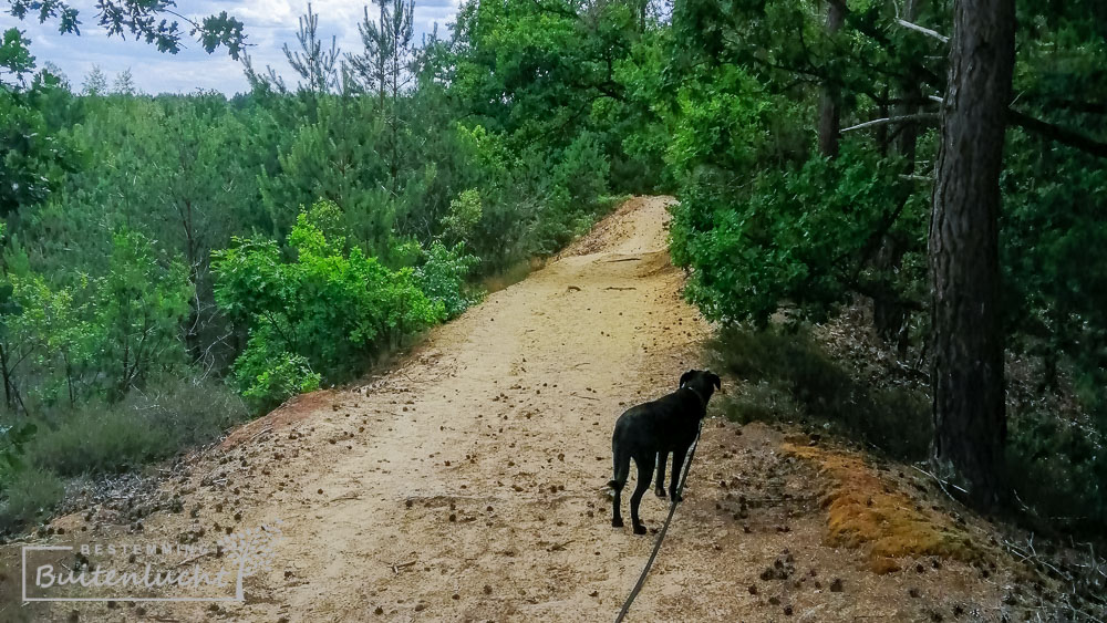 Wandelen in de Duinengordel bij de Oudsberg