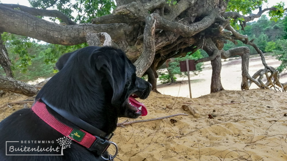 Met de hond wandelen op de Oudsberg