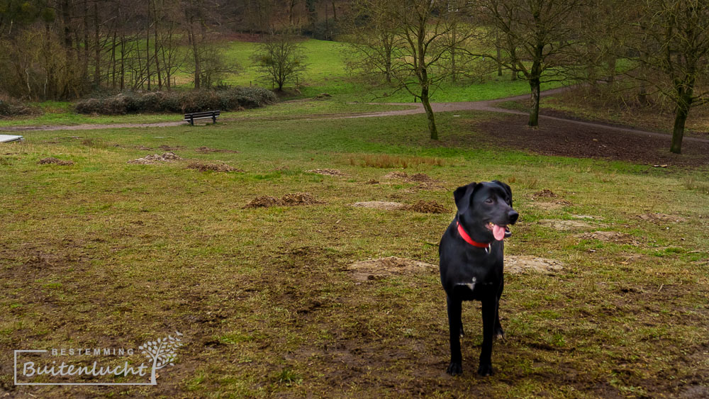 Honden los bij Kaldeborn in Heerlen