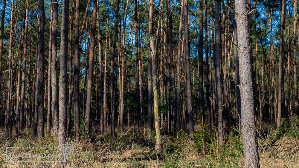 Wandeling door het productiebos de Peelse Heide bij de Brandtoren