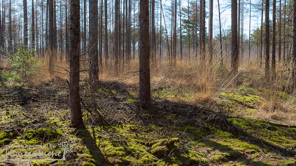 Bos in de Reuselse Moeren