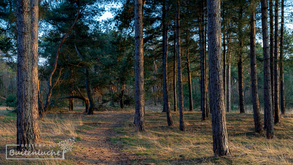 Dennenbos Weerterbergen