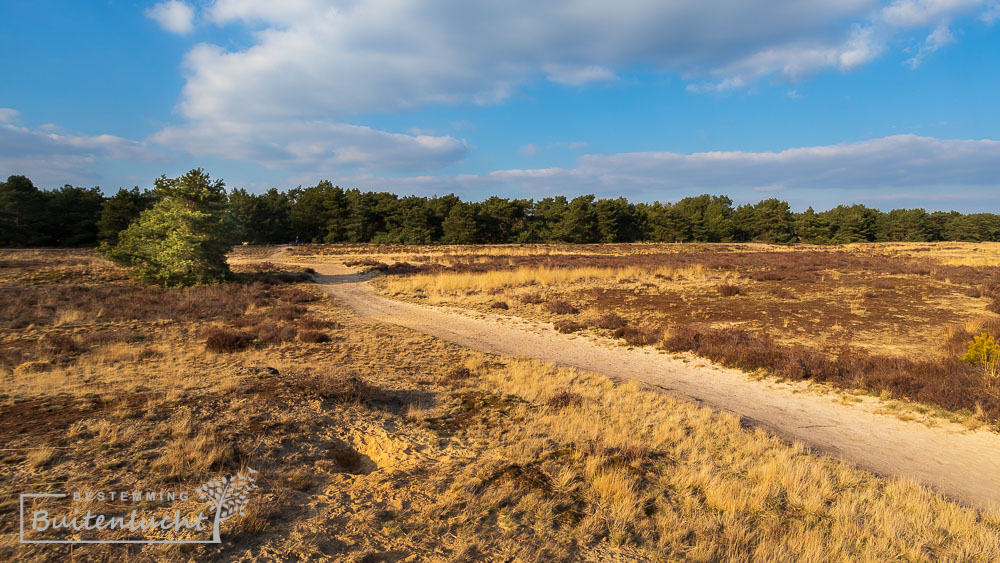 Wandelpad langs de grafheuvels in de Weerterduinen