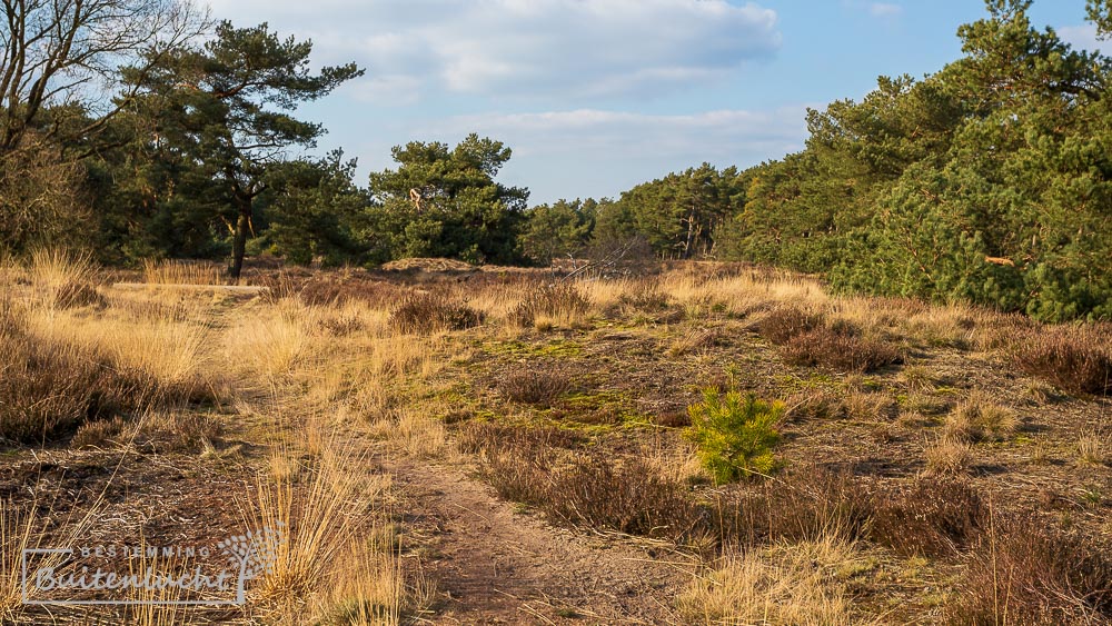 Wandelen over de heidevelden in de Weerterbergen 