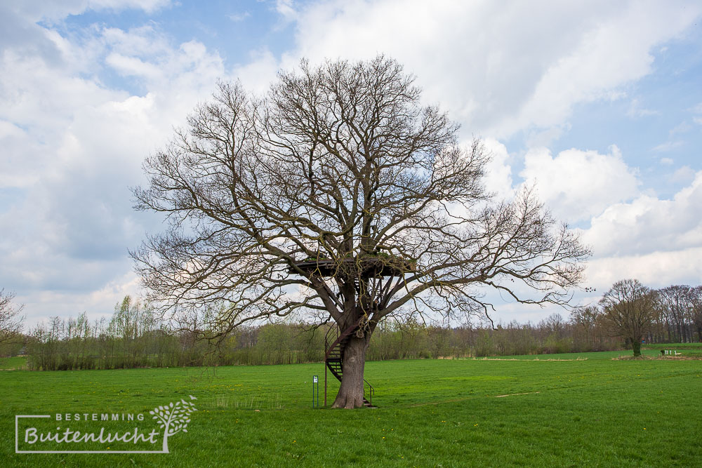 Een boom met een tuin