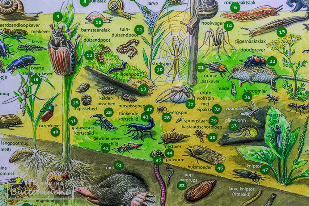 Beestjes in het bos, natuurleerpad