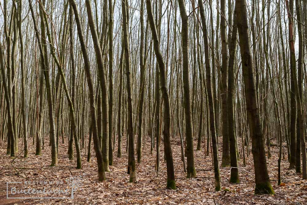 Jong bos in de Paardekop