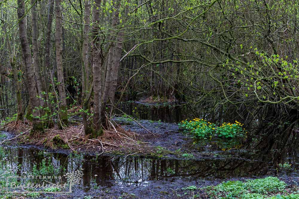 Broekbos in landgoed Misddachten, tijdens het Rappe Rondje De Steeg