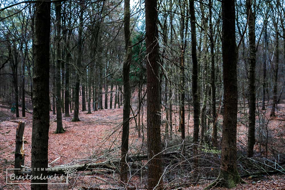Bos aan de rand van de Veluwezoom aan het einde van de Rappe Rondjes