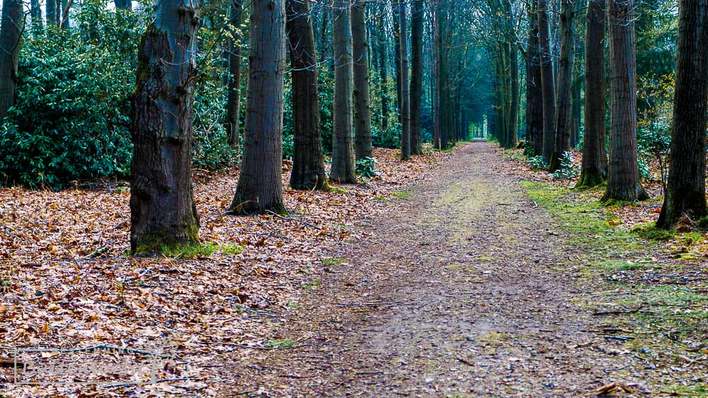 laan met bomen in het landgoed