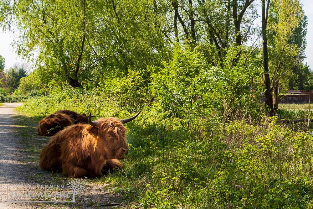 Wandeling langs Schotse hooglanders op het groene eiland van Brienenoord in Rotterdam