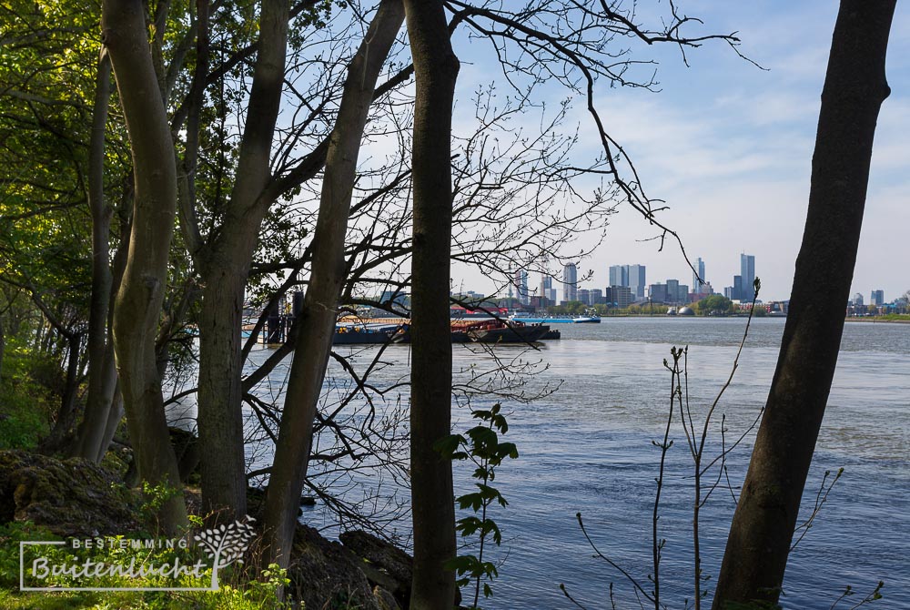 Blik op de skyline van Rotterdam vanuit het groen tijdens de wandeling op het Eiland van Brienenoord