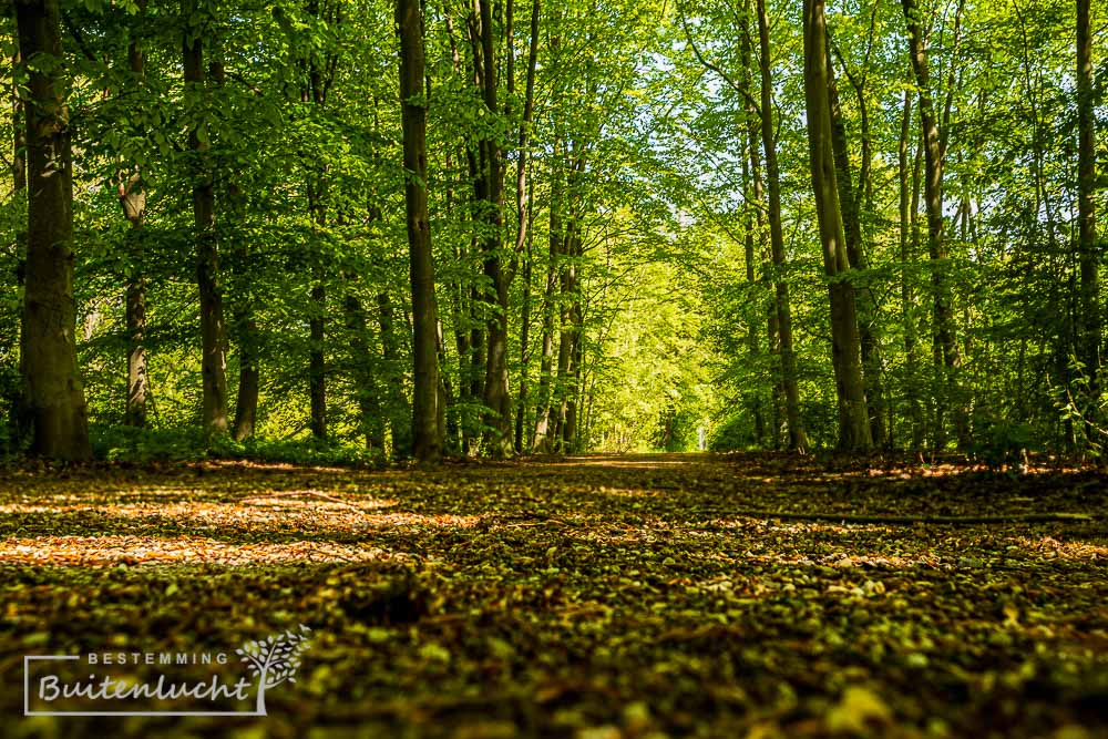 Veel bomen en groen aan het begin van de meest groene wandeling van Rotterdam