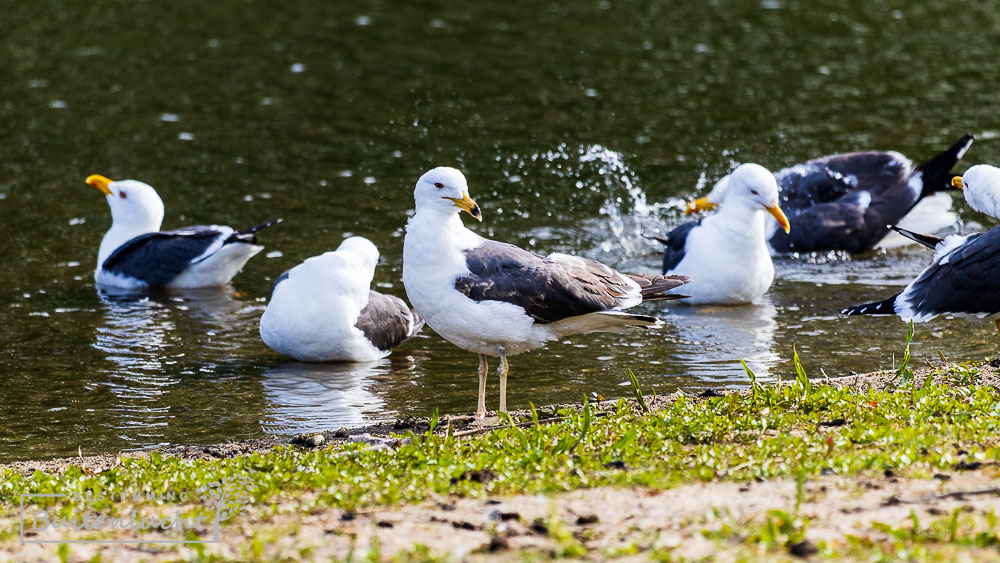 Meeuwen in het Zuiderpark